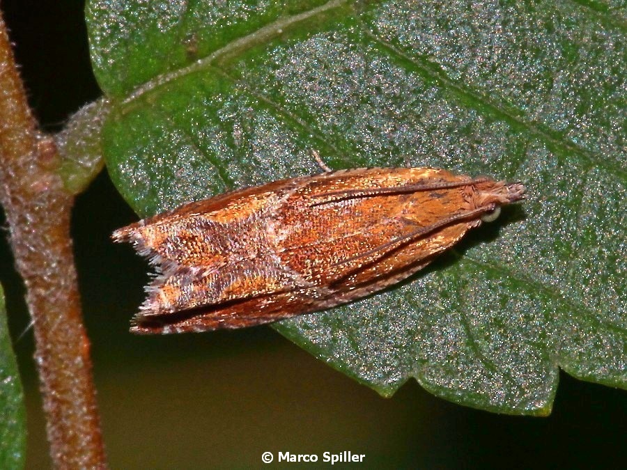 Tortricidae da identificare
